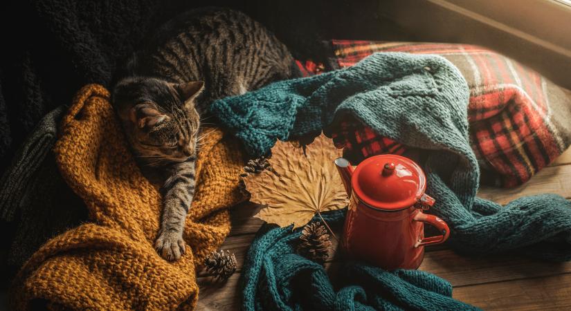 Fázik a cicád? 4 biztos jel, hogy túl hideg van neki