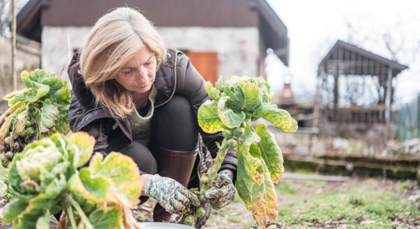 Ezeket a zöldségeket még télen is szedheted: túlélik a nagy fagyokat is