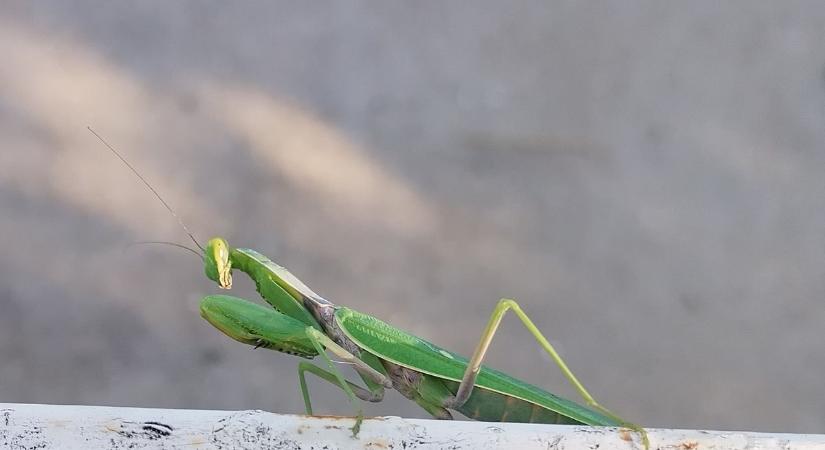 Nem minden imádkozó sáska az, aminek látszik – szakember árulta el, miért