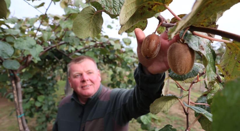 Baranyai büszkeség: A kivifarm, ahol a C-vitamin bomba terem!  videó
