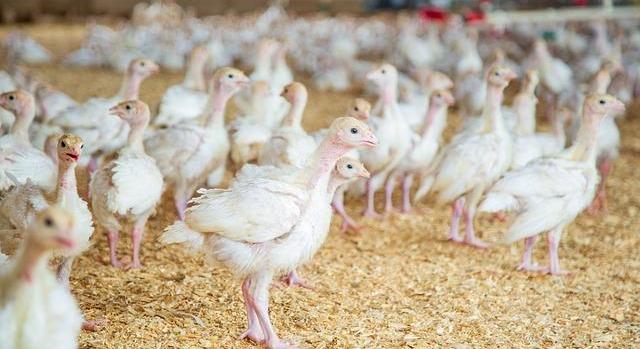 Tovább drágul a baromfihús és a tojás – tartósan magas árakra számíthatnak a fogyasztók
