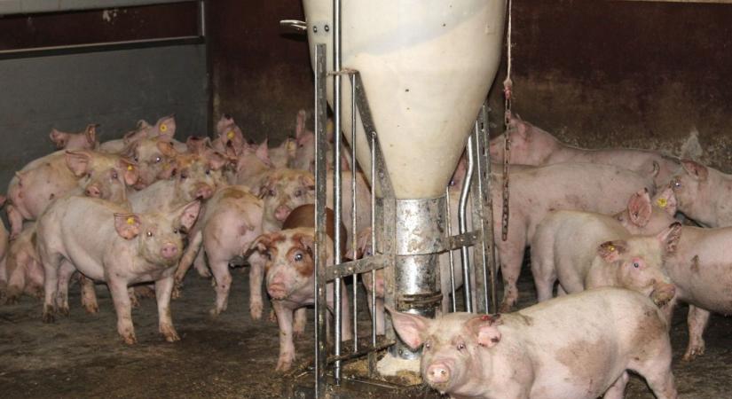 Szilágy megye: továbbra is kritikus a helyzet az afrikai sertéspestis miatt