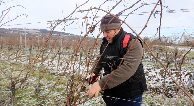 Nincs megállás a balatoni borászatokban, egész télen lehet metszeni a szőlőt