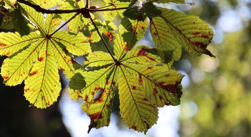 Újra itt a nyár – mutatjuk, meddig
