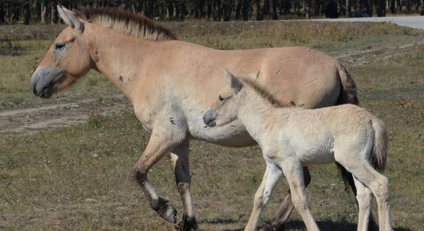Hortobágyi vadlovaknak kerestek új otthont az Őrségben