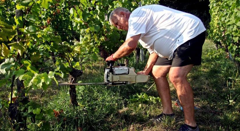 Szinte mindenhol lecsapott a szőlőkabóca - Hogyan ismerhetjük fel és védekezhetünk ellene?