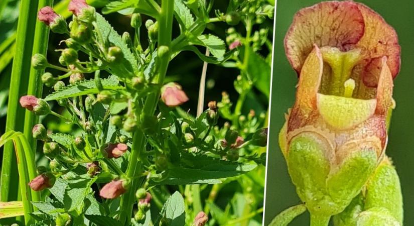 Szárnyas görvélyfű, ami annyit véd, mint sárkánytól a sárkányfű