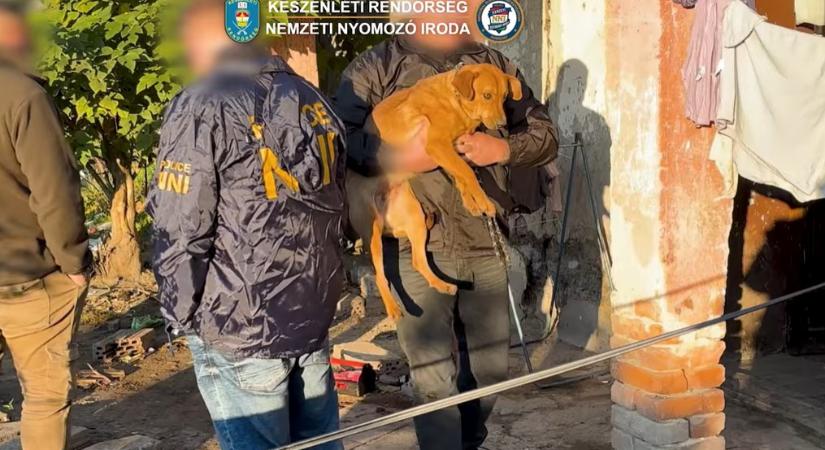 Tinik uszították egymásnak a kutyákat: „Csak” kíváncsiak voltak, melyikük az erősebb