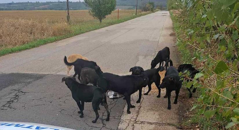 „Azt hittem, meghalok” – megszólalt a nő, akire a megvadult kutyafalka támadt rá Pécelen