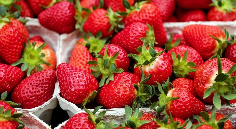 Szamócatermelés – az alkalmazkodás lett a siker kulcsa