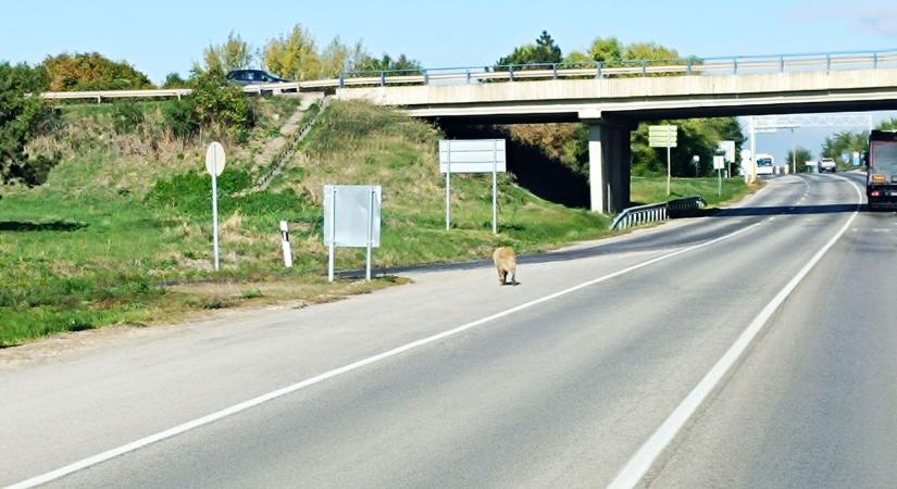 Életveszély a 81-es főúton Fehérvár térségében