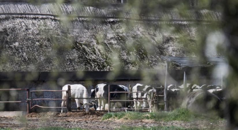 Mégis megkapja az egymilliárdos kártalanítást Bábolna a dögtemetőben elhelyezett, 5000 leölt állat után