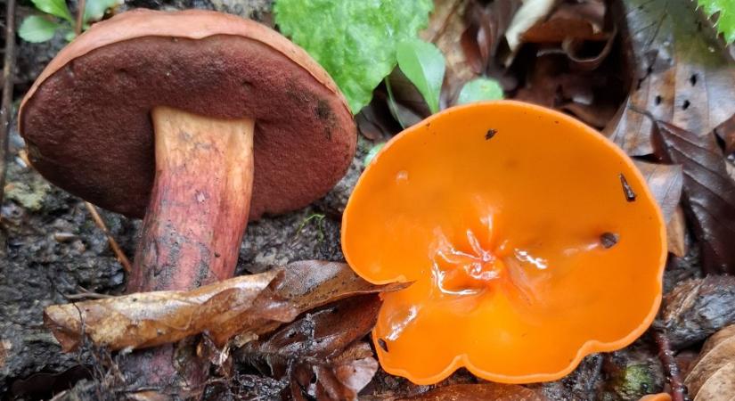 Ismerd meg a gombákat! - A második gombásznapon a kercaszomori faluháztól indul a túra