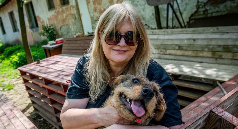 Hűséges társaink toplistája – Ezek a legnépszerűbb kutyafajták Magyarországon