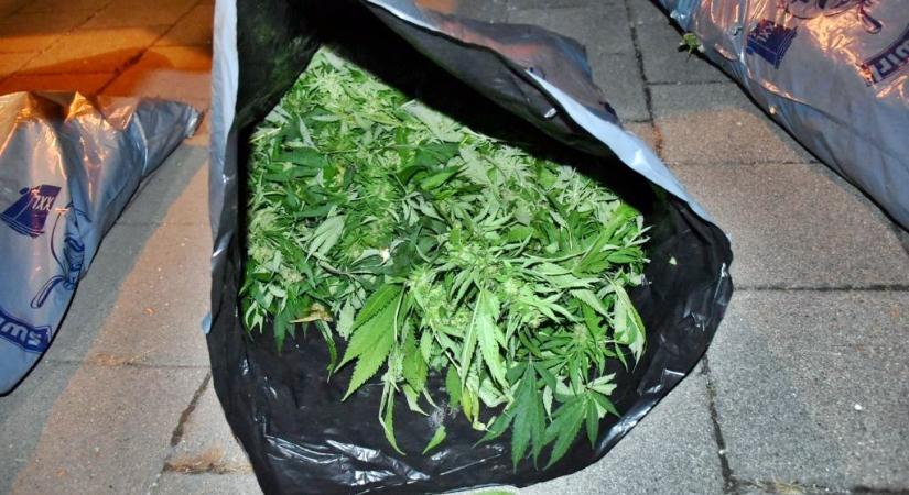 Tankolásnál bukott le 14 kilogramm kannabisszal