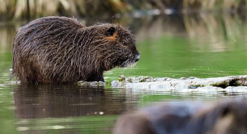 Videón a Tatát benépesítő nutriák - olvasónk videóra vette a különös rágcsálókat