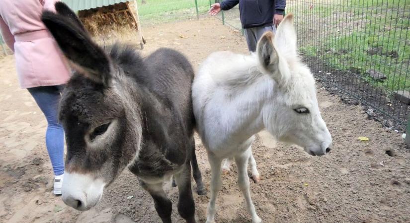 Két csacsi, akik egy pillanat alatt belopták magukat az abonyiak szívébe