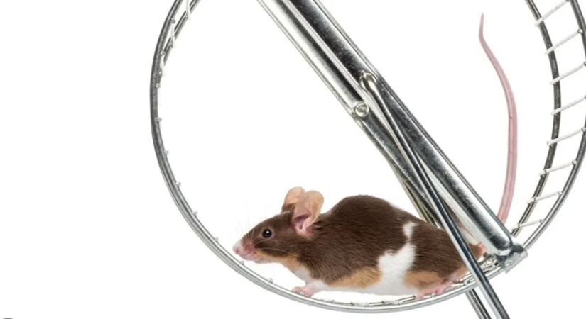 A fitt hímek epigenetikailag is örökíthetik edzettségüket