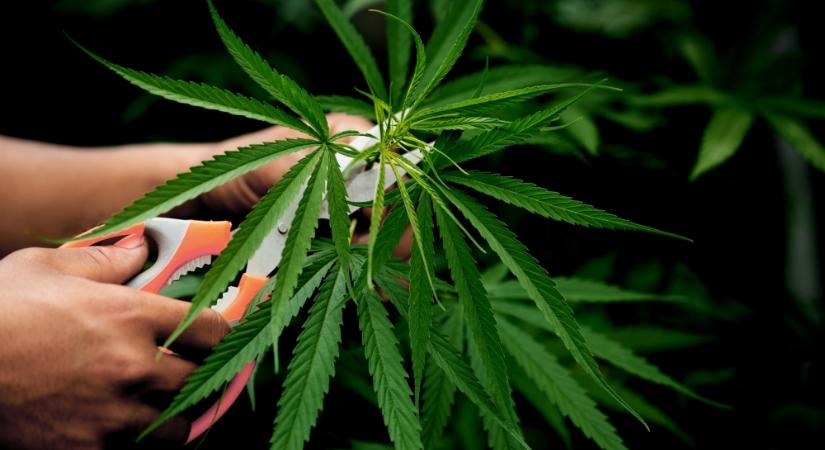 Egy friss jelentés szerint a német kannabiszreform nem váltotta be a hozzá fűzött reményeket