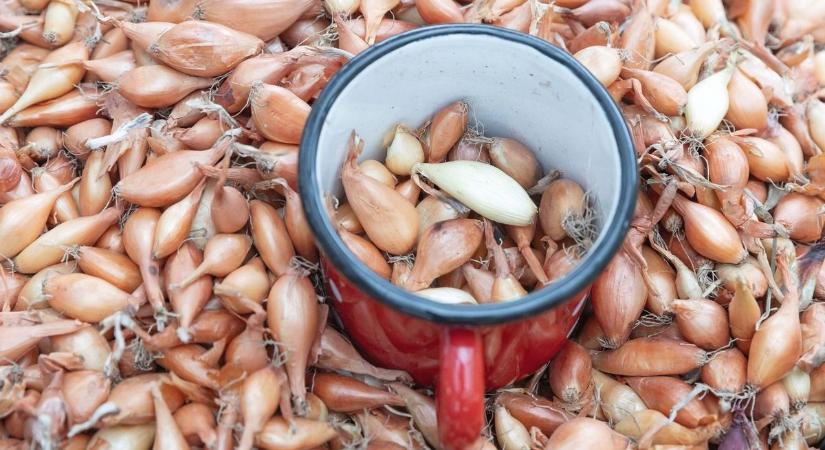Rejtély a hagymák között: Hollandia olyat talált a zöldségek mellett, amivel csak Belgium bír el