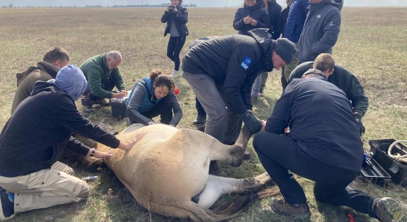 A Hortobágyról az Őrségbe – folytatódik a Przewalski-vadlovak áttelepítése