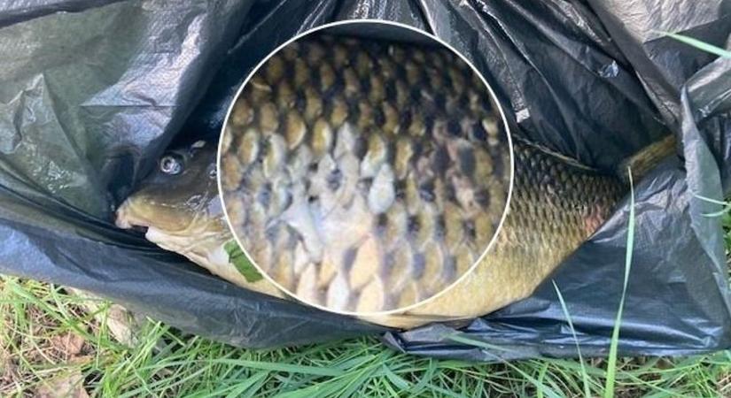 A győri Zeusz szigonnyal, meztelenül vadászott a halakra - 65 ezret érő pontyot fogott