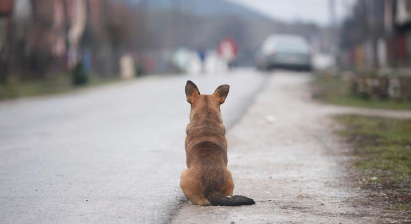 Napokig várta beteg gazdáját egy hűséges kutya a törökországi kórház előtt