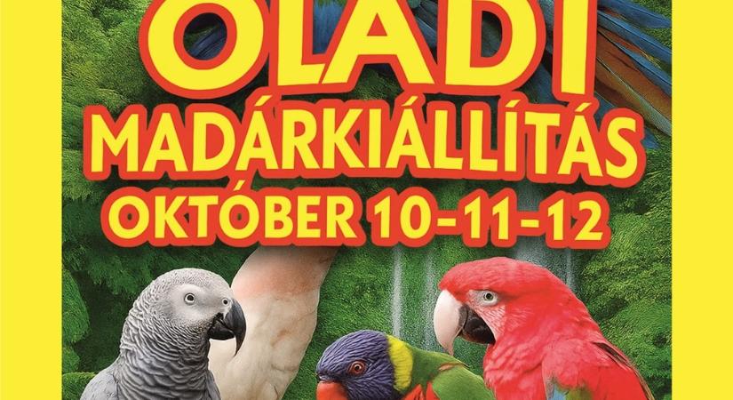 12 méteres, besétálható röpdével várja a látogatókat idén a szombathelyi díszmadár kiállítás