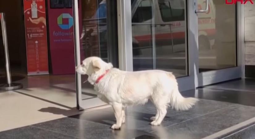 Megható: napokig várta gazdáját a kórház előtt egy kutya (+videó)