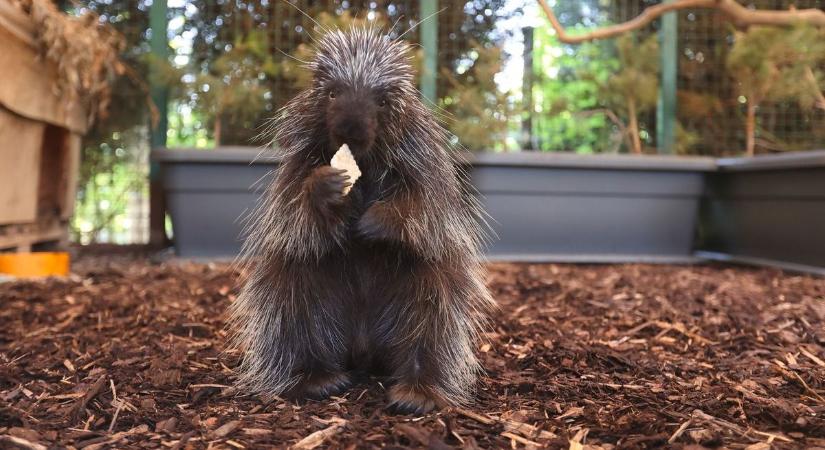 Vérlázító dolgot tettek a debreceni sülökkel, sürgős segítséget kér az állatkert!