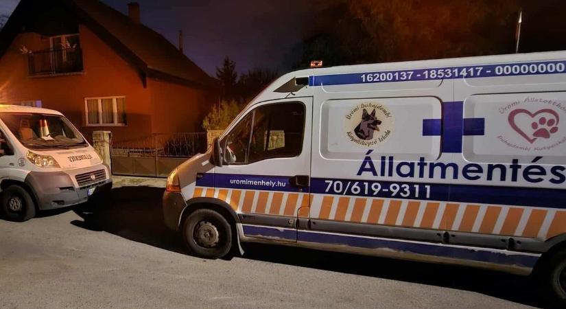 Állatkínzó járkál köztünk: videó készült a bántalmazásról