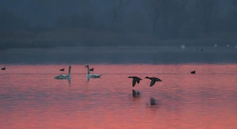 Folyamatos a fegyverropogás a Balatonnál