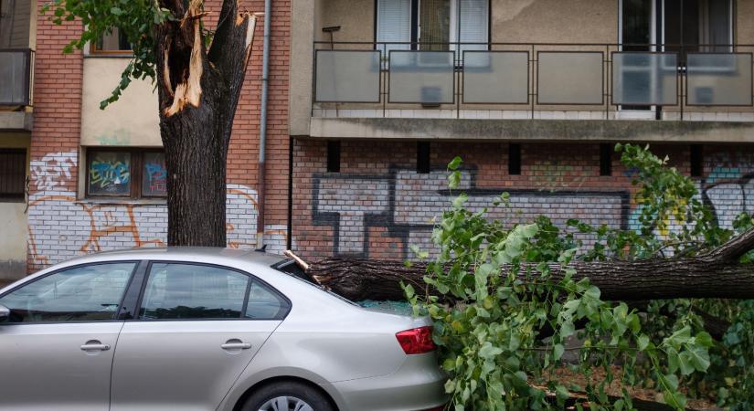 Műtét kölcsönből, fél fizetés egy kidőlt fáért