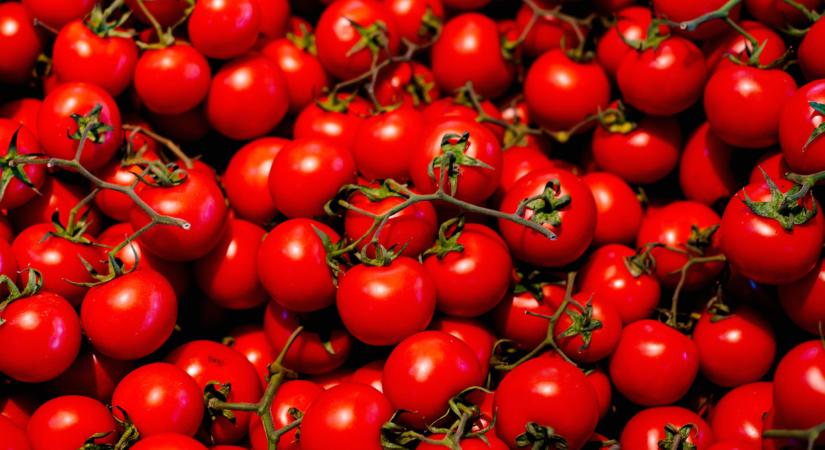 Vegyes hírek érkeztek a paradicsomról: sok helyen vannak gondok