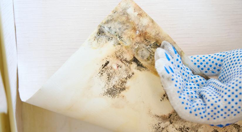 Mérgező gomba fészkelhet közelebb az ágyadhoz, mint gondolnád: milyen gyakran takarítod ezt a sarkot?