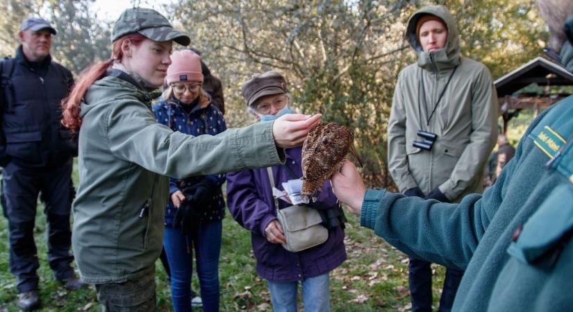 Szárnyaló hétvége: így telt a madármegfigyelés a Ferencmajorban