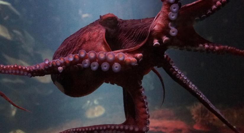 Ezért tépi szét és pusztítja el magát brutálisan a nősténypolip, miután lerakta a tojásait