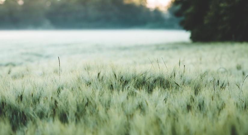 Újabb nemzetközi díj a ProPlanta rendszernek – FAO-elismerésben részesül a magyar tápanyag-gazdálkodási szoftver