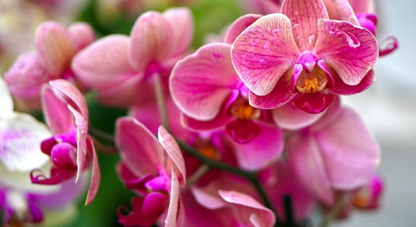 Orchidea és Bromélia Kiállítás