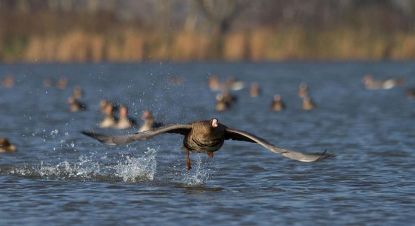 Megérkeztek a vadludak Tata környékére, kiderült, mikor szállják meg az Öreg-tavat