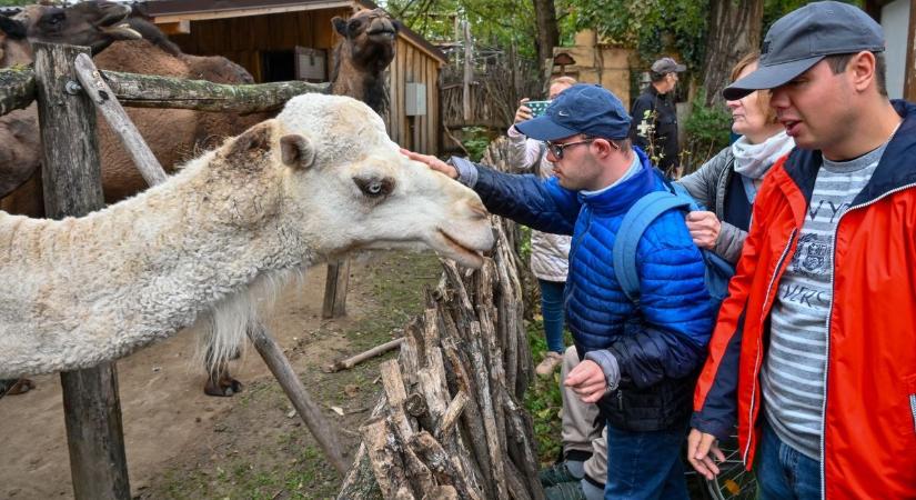Fogyatékkal élők napja a győri állatkertben - fotók, videó