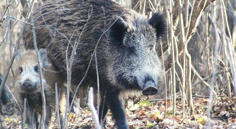Csak óvatosan! - lövések dördülhetnek a Balatonnál