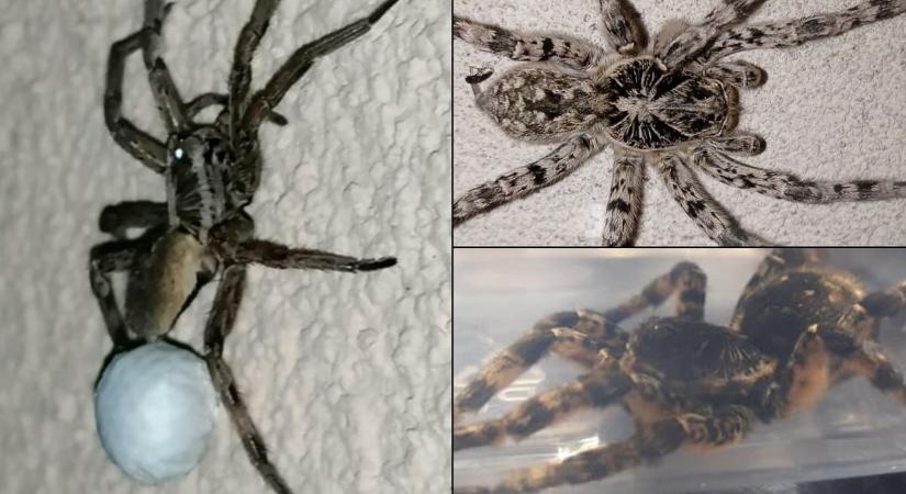 Tarantulák Nyíregyházán? Egyre többen fotózzák!