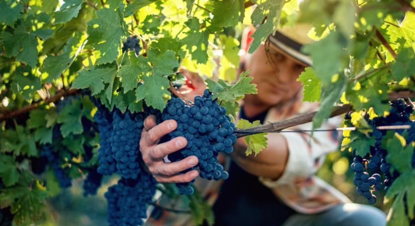 Tombol a fitoplazma-vész a magyar szőlőkben: meg lehet enni a fertőzött gyümölcsöt?
