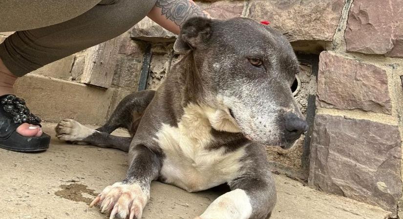 Illegális kutyaviadalok Komlón? Szörnyű állapotban került elő az elrabolt 17 éves pitbull!