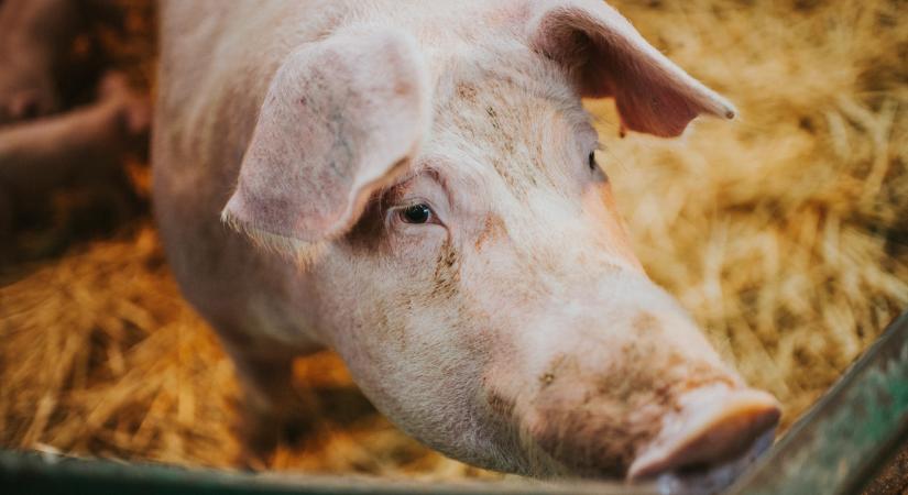 Vigyázat, újra megjelent a pusztító járvány a magyar határ közelében