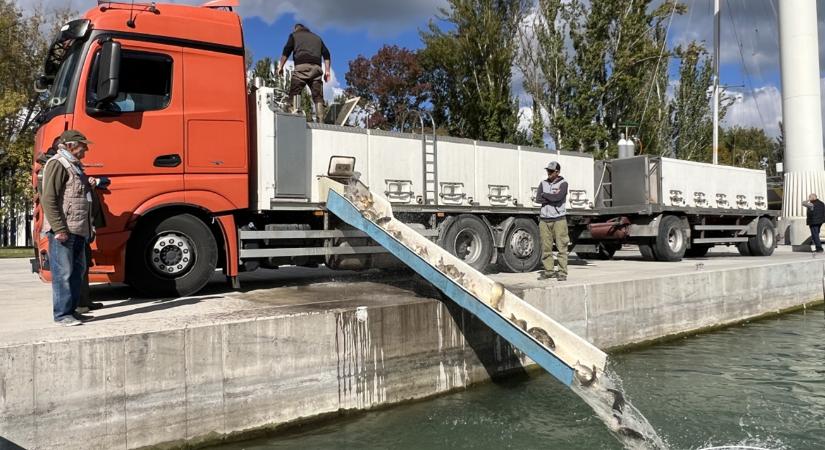 Kamionszámra hordják a pontyot ebbe a tóba