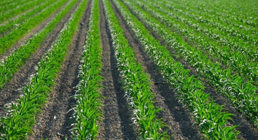Magyar szoftver a világ élvonalában – FAO-díj a ProPlantának
