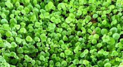 Centella asiatica: az ázsiai gyógynövény, ami forradalmasítja a bőrápolást