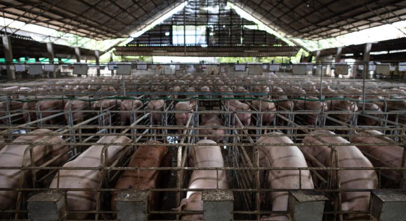 Vészhelyzet a magyar határnál: ismét felütötte fejét az afrikai sertéspestis